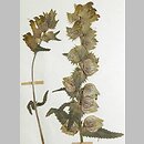 Rhinanthus borbasii (szelężnik Borbása)
