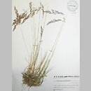 Agrostis vinealis (mietlica piaskowa)