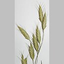 Bromus commutatus (stokłosa zmieniona)