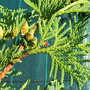 Thuja koraiensis (żywotnik koreański)