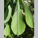 Aesculus turbinata (kasztanowiec japoński)