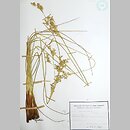 Juncus maritimus (sit morski)