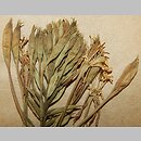 Oenothera cruciata (wiesiołek krzyżowy)