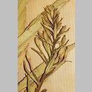 Oenothera octolineata