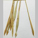 Stipa eriocaulis (ostnica murawowa)