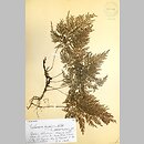 Trichomanes speciosum (włosocień delikatny)