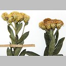 Inula germanica (oman niemiecki)