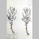 Veronica anagalloides (przetacznik mułowy)