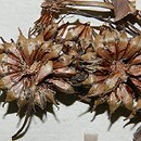 Sparganium neglectum (jeżogłówka zapoznana)