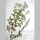 Galium rubioides (przytulia szerokolistna)