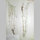 Thlaspi alliaceum (tobołki czosnkowe)