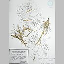 Panicum barbipulvinatum (proso nadrzeczne)