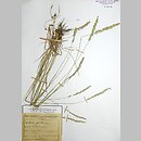 Koeleria grandis (strzęplica polska)