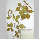 Rubus ambrosius (jeżyna wzniesiona)