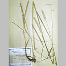 Alopecurus arundinaceus (wyczyniec trzcinowaty)