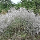 Gypsophila paniculata (łyszczec wiechowaty)