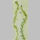 Utricularia ochroleuca (pływacz krótkoostrogowy)