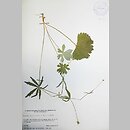 Ranunculus fallax (jaskier fałszywy)