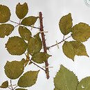 Rubus pericrispatus (jeżyna kędzierzawa)