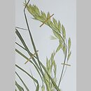 Bromus willdenowii (stokłosa obiedkowata)