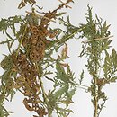 Artemisia biennis (bylica dwuletnia)