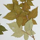 Rubus crispomarginatus (jeżyna kędzierzawolistna)