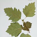 Crataegus altaica (głóg ałtajski)