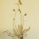 Hieracium apatelium (jastrzębiec zwodniczy)