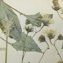Hieracium caesium (jastrzębiec modry)