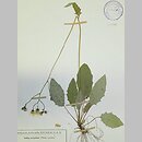 Hieracium fuscocinereum (jastrzębiec strzałkowaty)