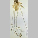 Hieracium zizianum (jastrzębiec Zizy)