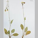 Hieracium wiesbaurianum (jastrzębiec Wiesbaura)