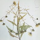 Hieracium virgicaule (jastrzębiec rozgałęziony)