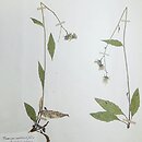 Hieracium umbrosum (jastrzębiec cienisty)