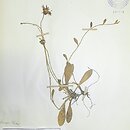 Hieracium stoloniflorum (jastrzębiec rudy)