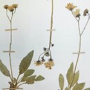 Hieracium schmidtii (jastrzębiec blady)