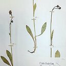 Hieracium rubrum (jastrzębiec czerwonawy)