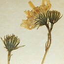 Hieracium nigritum (jastrzębiec ściemniały)