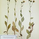 Hieracium pulmonarioides (jastrzębiec sudecki)