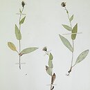 Hieracium riphaeum (jastrzębiec ryfejski)