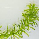 Egeria densa (moczarnica argentyńska)
