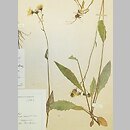 Hieracium laevicaule (jastrzębiec równołodygowy)