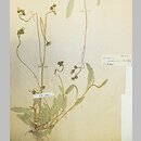 Hieracium iseranum (jastrzębiec izerski)