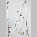 Hieracium calomastix (jastrzębiec czerwonaworozłogowy)