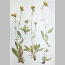 Hieracium dentatum (jastrzębiec ząbkowany)