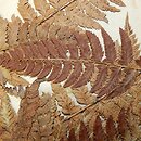 Polystichum ×illyricum