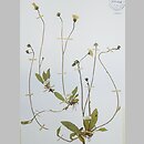 Hieracium flagellare (jastrzębiec rozłogowy)