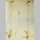 Hieracium floribundum (jastrzębiec kwiecisty)