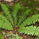 Polystichum braunii (paprotnik Brauna)