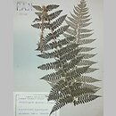 Polystichum ×luerssenii (paprotnik Luerssena)